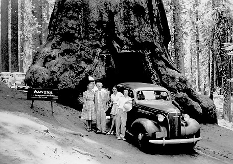 Person(s) in Photograph: Bertrand Russell, Patricia Russell, Kate Russell, John Russell Description: Kate, Russell, Peter and John in Redwood National Park, 1939. In spring 1939 Russell moved to Santa Barbara to take up a professorship at the University of California at Los Angeles. Archive Box Number: 6,25 Date: c. 1939